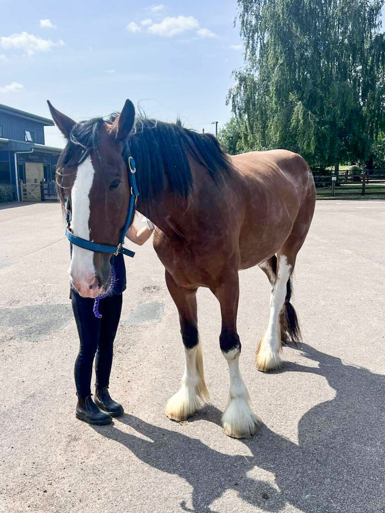 A large brown horse with white markings stands on a paved area next to a person whose face is hidden behind the horse's head, with trees and buildings in the background on a sunny day.