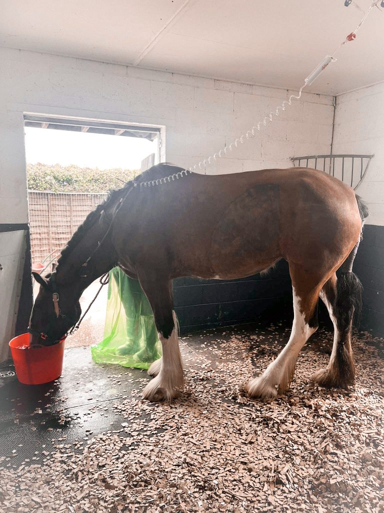 A brown horse with white legs stands indoors on wood shavings, drinking from a red bucket near an open door on a cloudy day. A green rug hangs from its back, and grooming equipment are visible on the wall.
