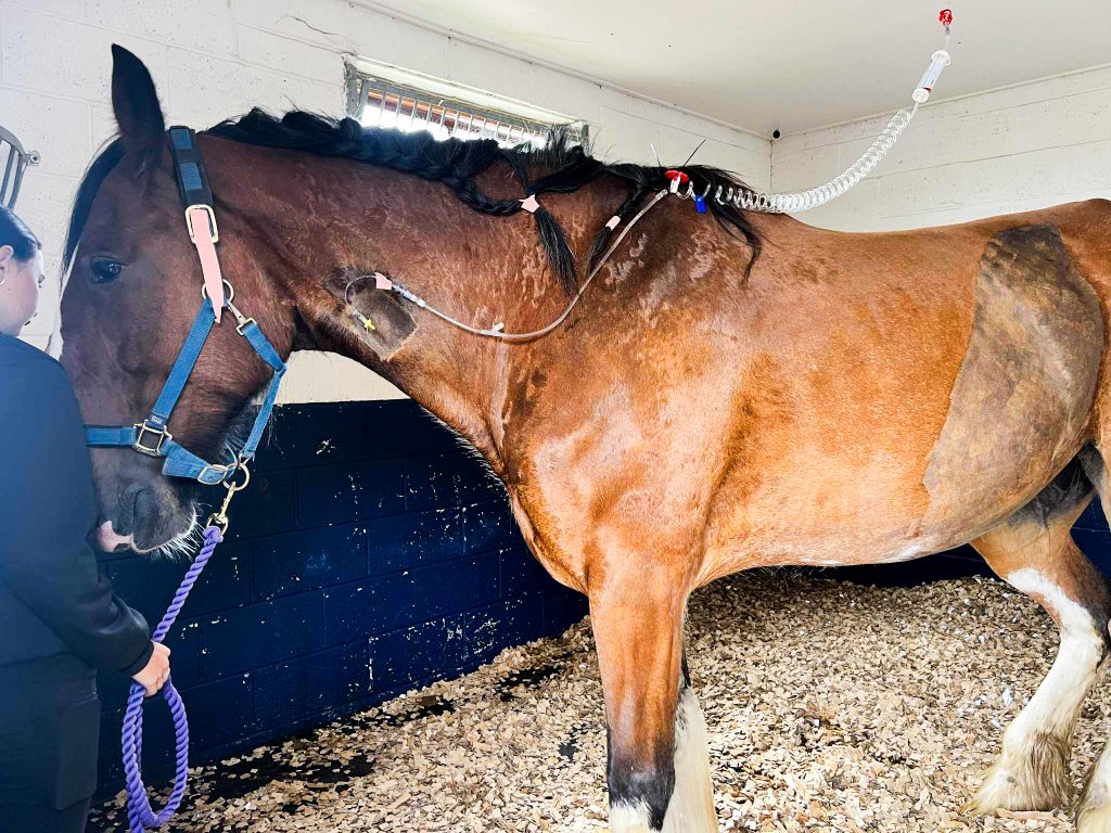 A brown horse with a blue headcollar stands in a stable on wood shavings, attached to medical equipment with tubes and a catheter. A person holds the horse’s lead rope on the left side of the image.