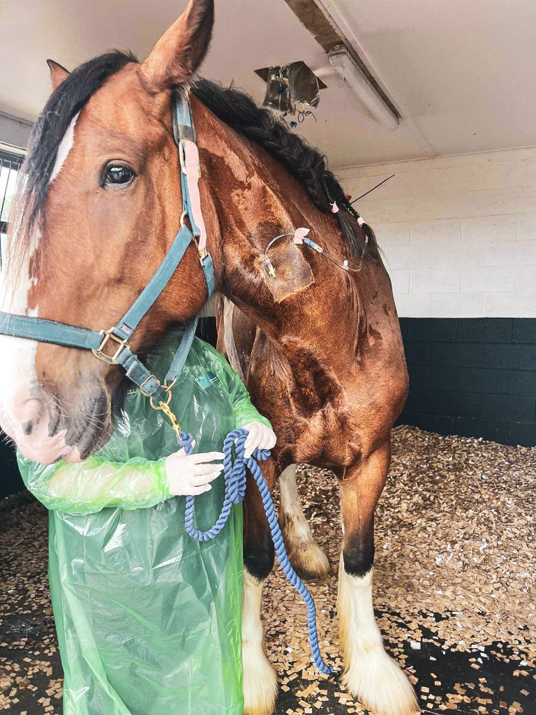 A large brown horse with white markings stands in a stable. A person in a green gown and gloves holds a blue lead rope. The horse has medical equipment attached to its neck and clipped patches on its coat.