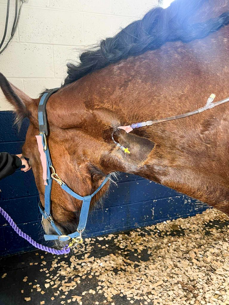 A brown horse with a blue headcollar stands in a stable, receiving medical treatment with an intravenous cannula in its neck. The horse’s mane is plaited, and wood shavings cover the floor.