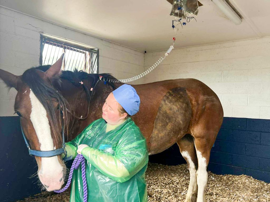 A woman in scrubs and a hat stands next to a horse at the Emergency Equine Hospital.